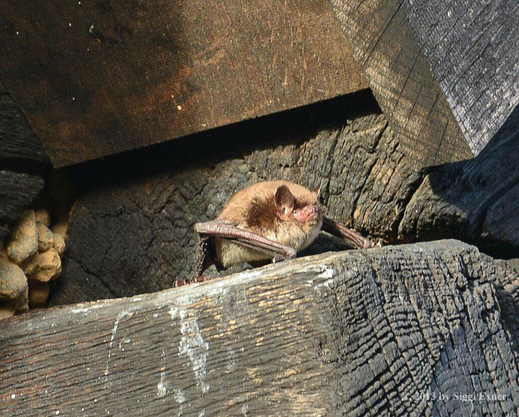 Wasserfledermaus Myotis daubentonii