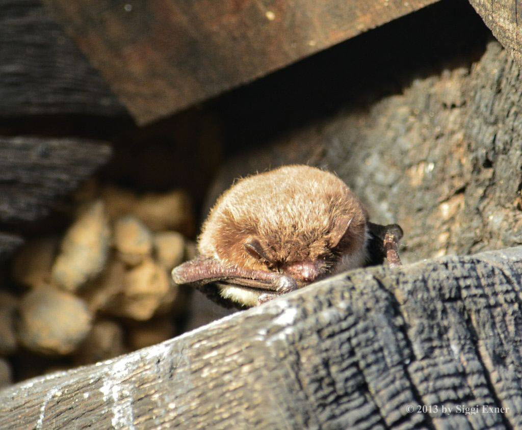 Wasserfledermaus Myotis daubentonii