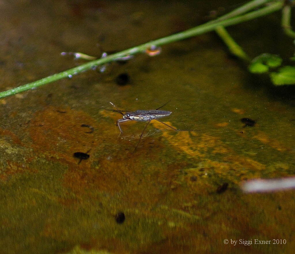 Wasserlufer Gerris lacustris