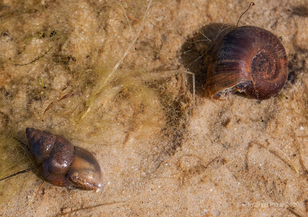 Gemeine Tellerschnecke Planorbis planorbis