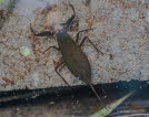 Wasserskorpion  Nepa cinerea (rubra)