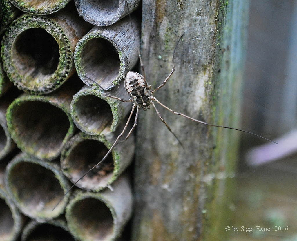 Hornweberknecht Phalangium opilio