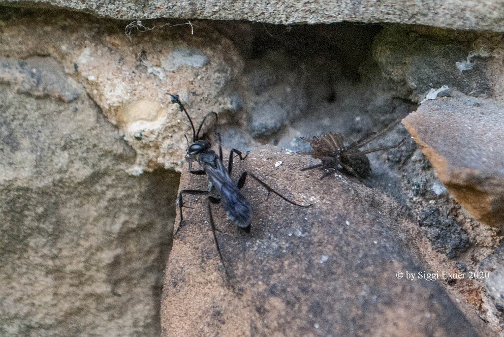 Anoplius concinnus Wegwespe