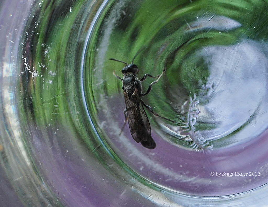 Pompilus cinereus Bleigraue Wegwespe