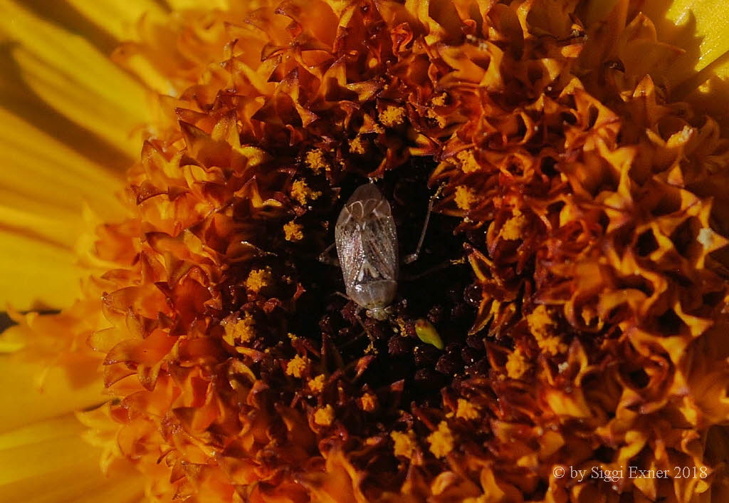 Lygus rugulipennis Behaarte Wiesenwanze