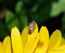 Lygus rugulipennis Behaarte Wiesenwanze