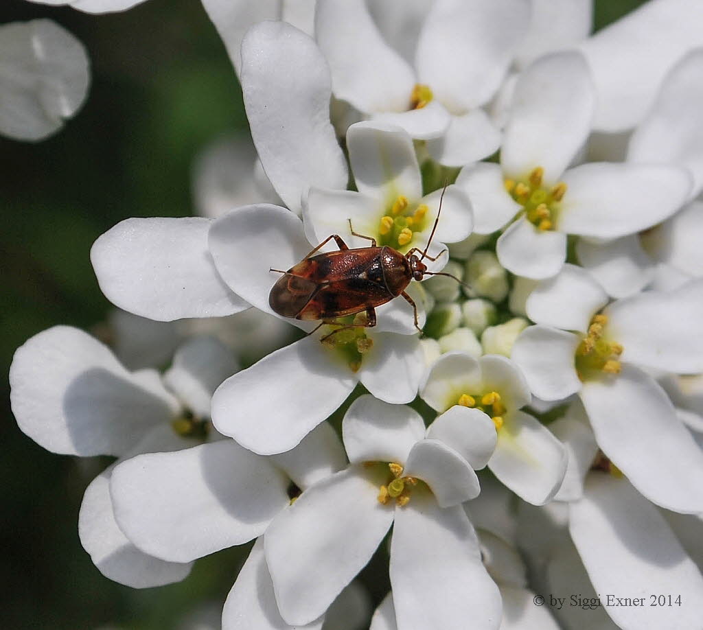 Orthops cf basalis