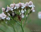 Phytocoris varipes