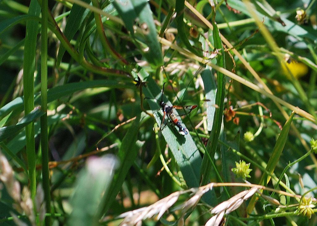 Weiden-Glasflgler Synanthedon formicaeformis