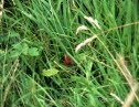 Mittlerer Weinschrmer Deilephila elpenor