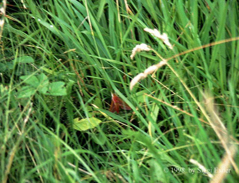 Mittlerer Weinschrmer Deilephila elpenor