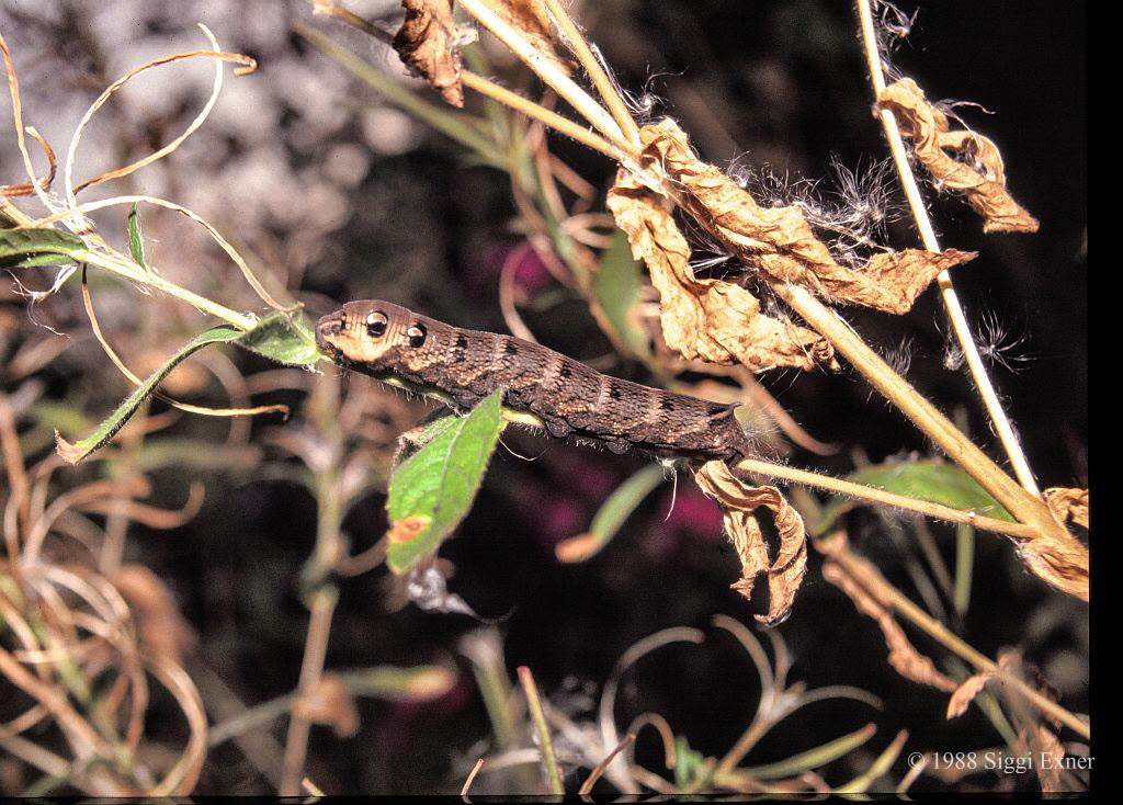 Mittlerer Weinschrmer Deilephila elpenor