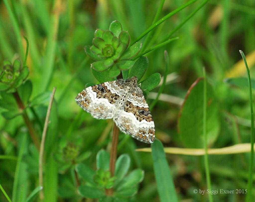 Xanthorhoe spadicearia Heller Rostfarben-Blattspanner