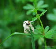 Weie Tigermotte Spilosoma lubricipeda