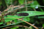 Weie Tigermotte Spiosoma lubricipeda