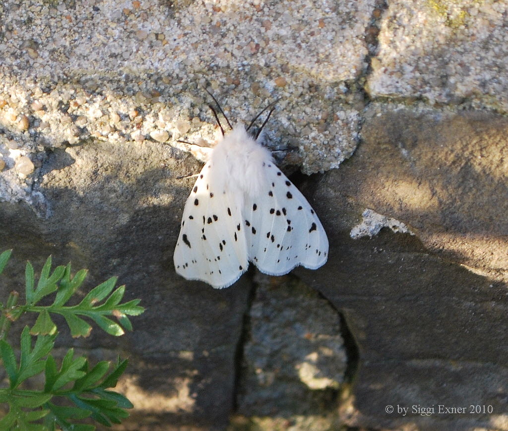 Weie Tigermotte Spilosoma lubricipeda