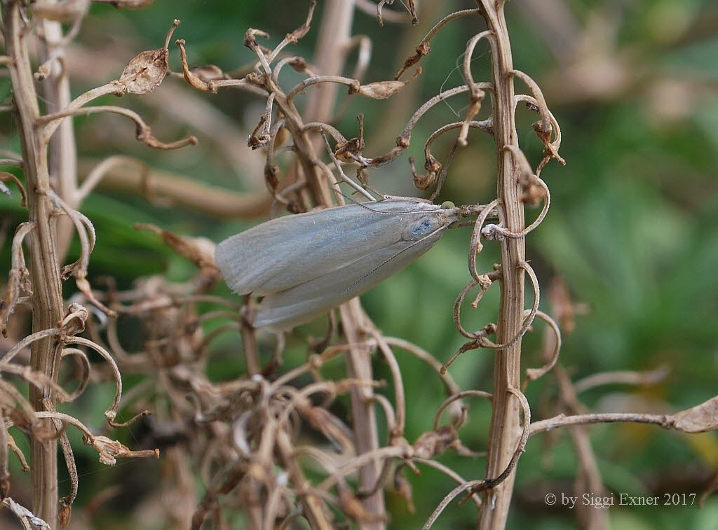 Weier Grasznsler Crambus perlella