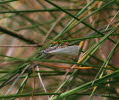 Weier Grasznsler Crambus perlella