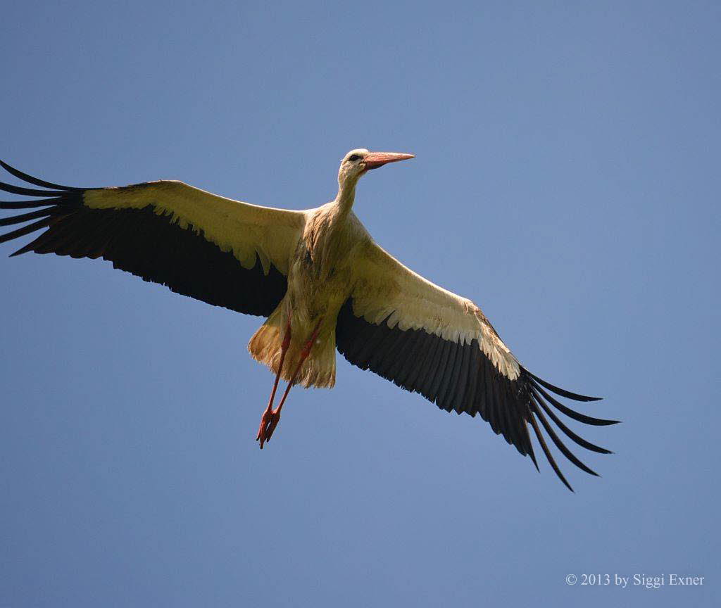 Weistorch Ciconia ciconia