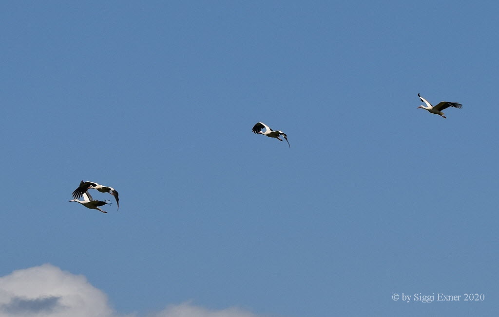 Weistorch Ciconia ciconia