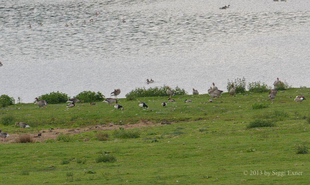 Weiwangengans Branta leucopsis