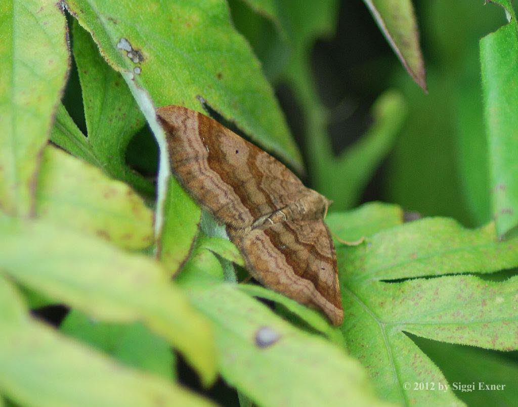 Wellenlinienspanner Scotopteryx chenopodiata