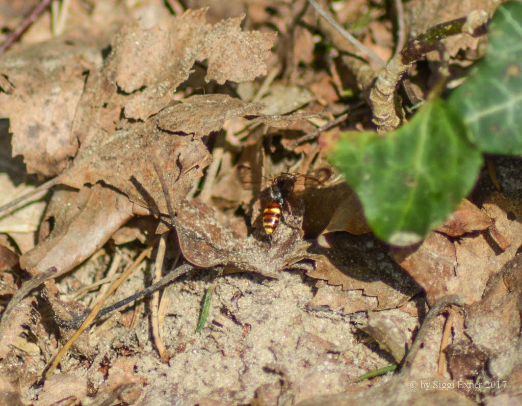 Nomada alboguttata Wespenbiene