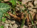 Nomada alboguttata Wespenbiene