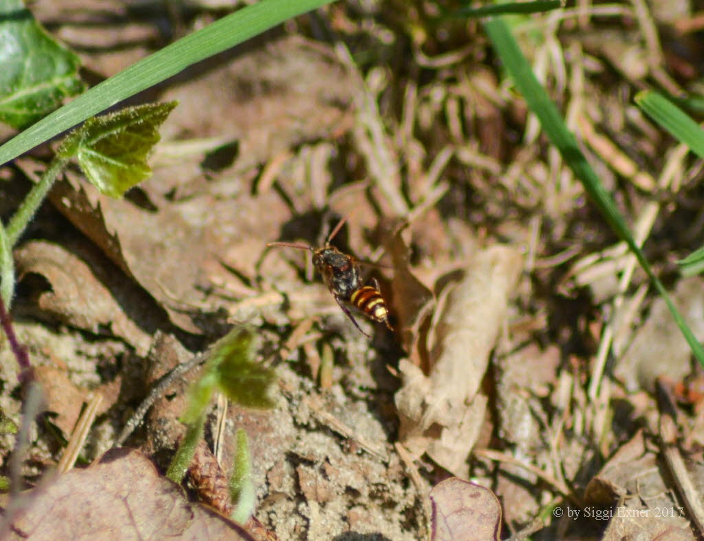 Nomada alboguttata Wespenbiene