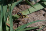 Nomada fucata Gemeine Wespenbiene