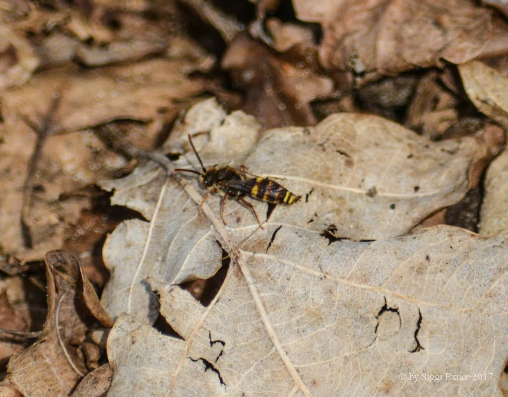 Nomada cf ruficornis Wespenbiene