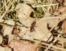 Nomada cf ruficornis Wespenbiene 