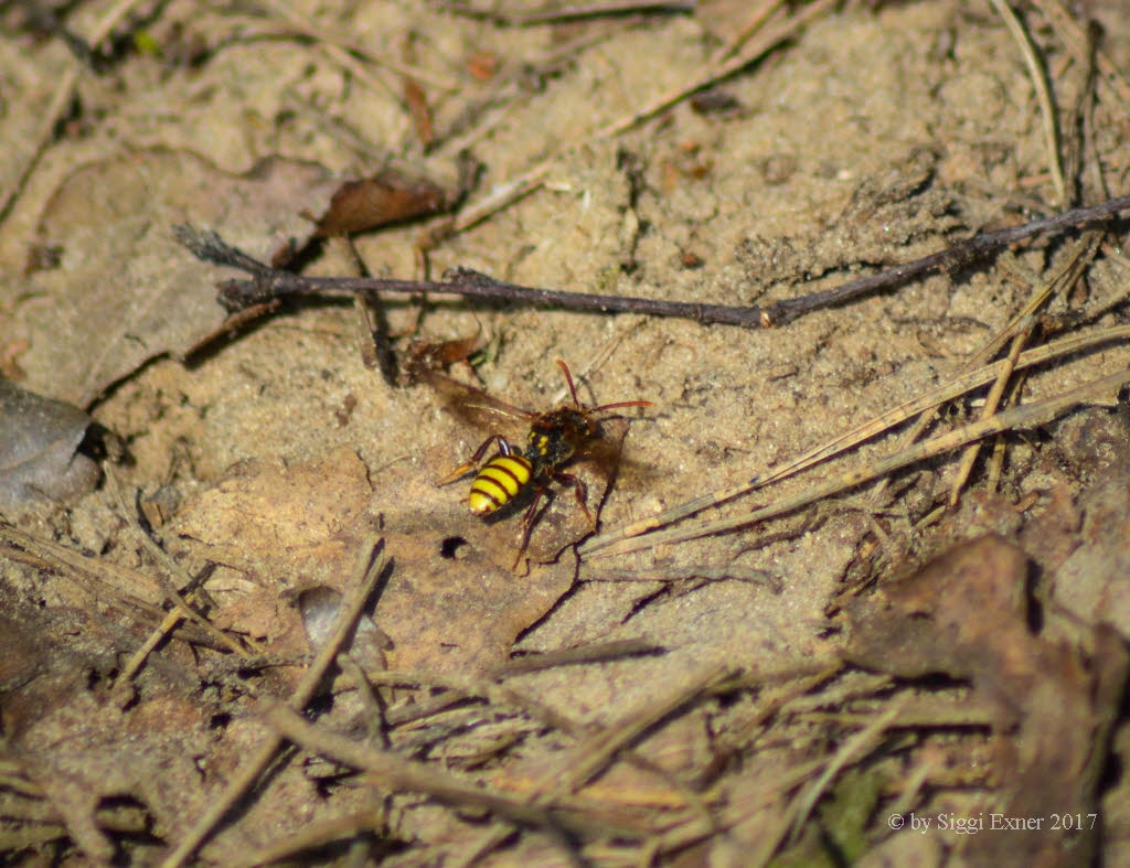 Nomada signata Wespenbiene