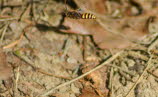 Nomada signata Wespenbiene