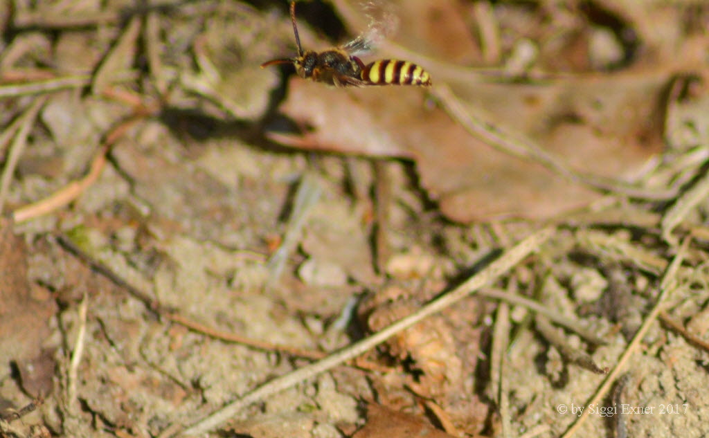 Nomada signata Wespenbiene