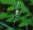 Wespenspinne Argiope bruennichi