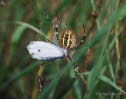 Wespenspinne Argiope bruennichi