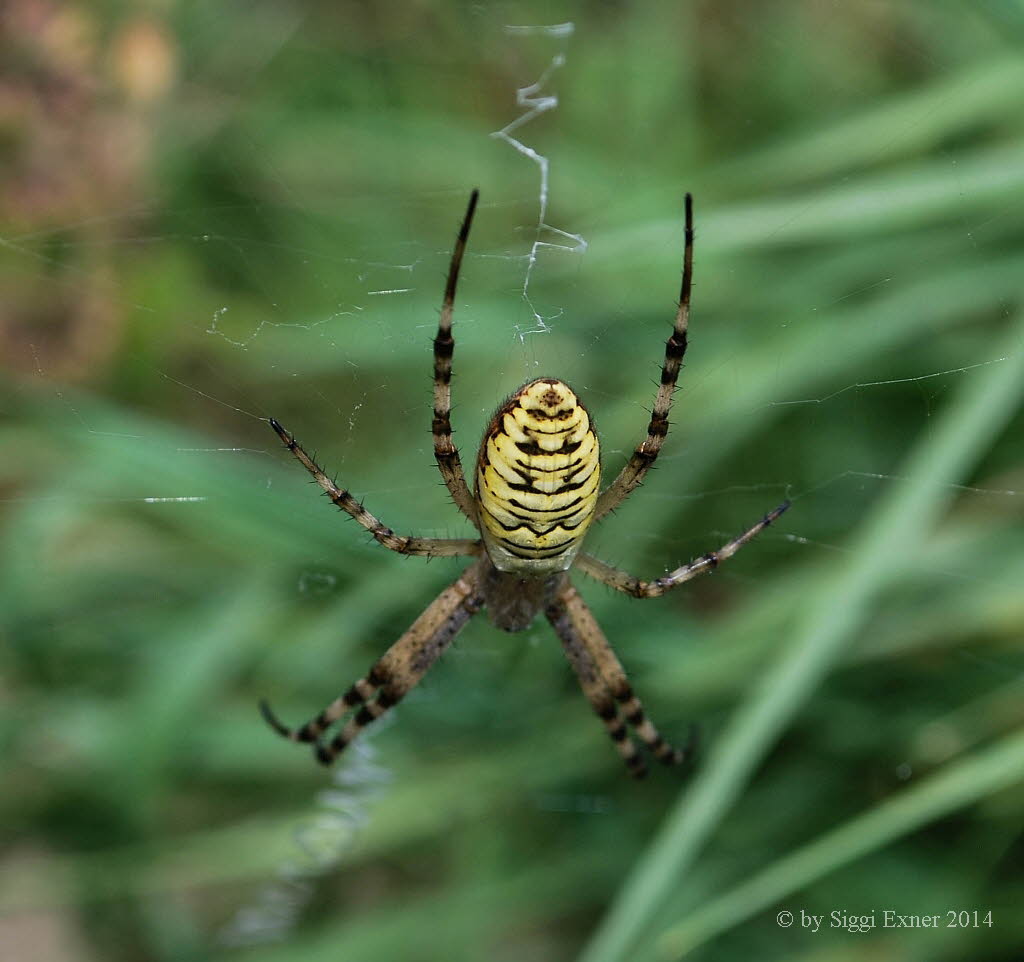 Wespenspinne Argiope bruennichi