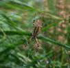 Wespenspinne Argiope bruennichi