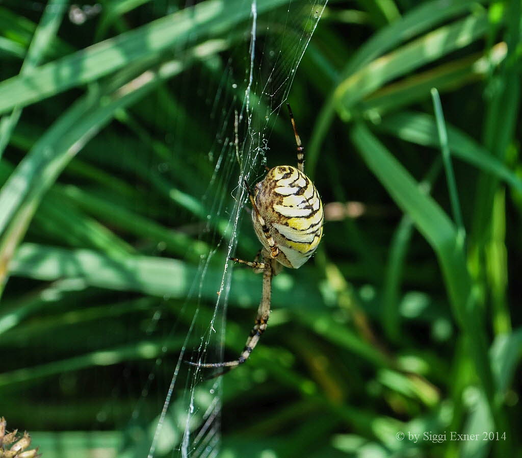 Wespenspinne Argiope bruennichi