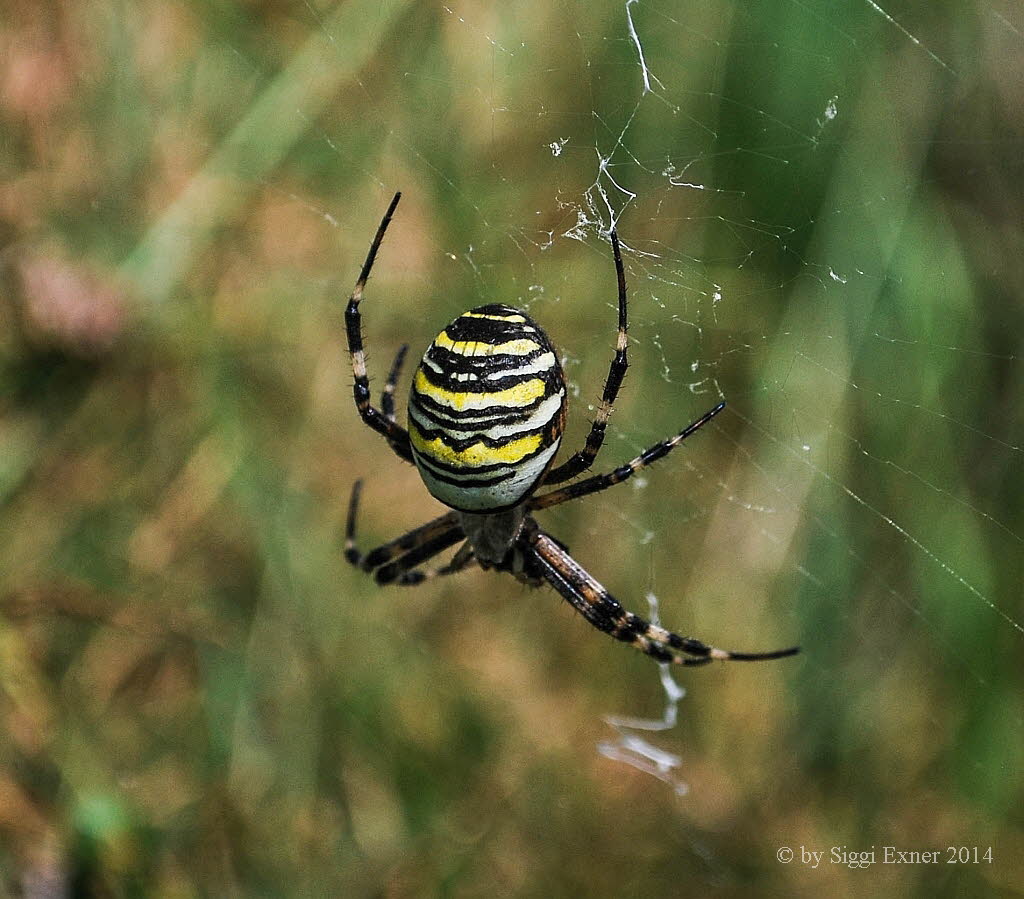 Wespenspinne Argiope bruennichi