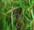 Wespenspinne Argiope bruennichi