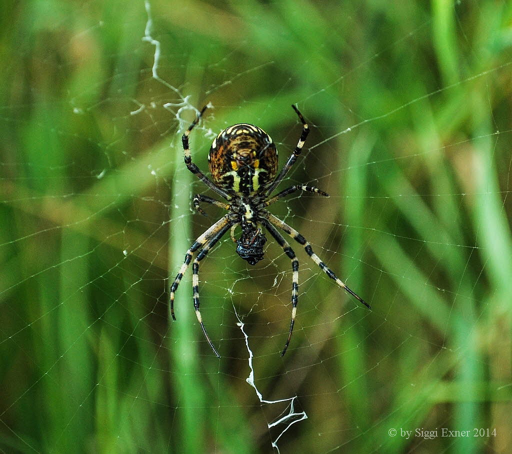 Wespenspinne Argiope bruennichi