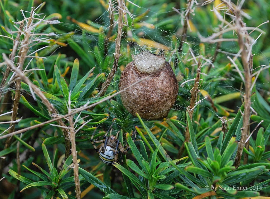 Wespenspinne Argiope bruennichi