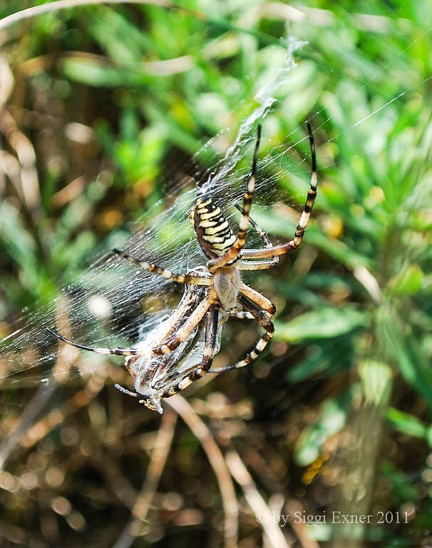 Wespenspinne Argiope bruennichi