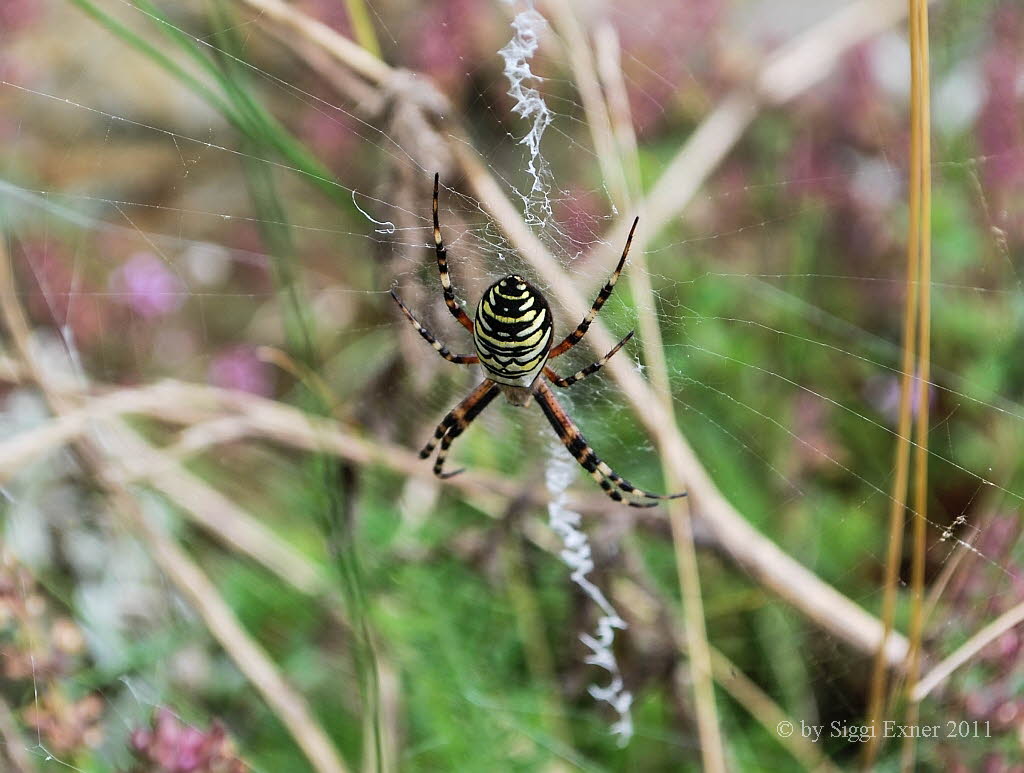 Wespenspinne Argiope bruennichi