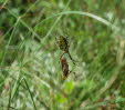 Wespenspinne Argiope bruennichi