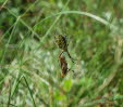 Wespenspinne Argiope bruennichi