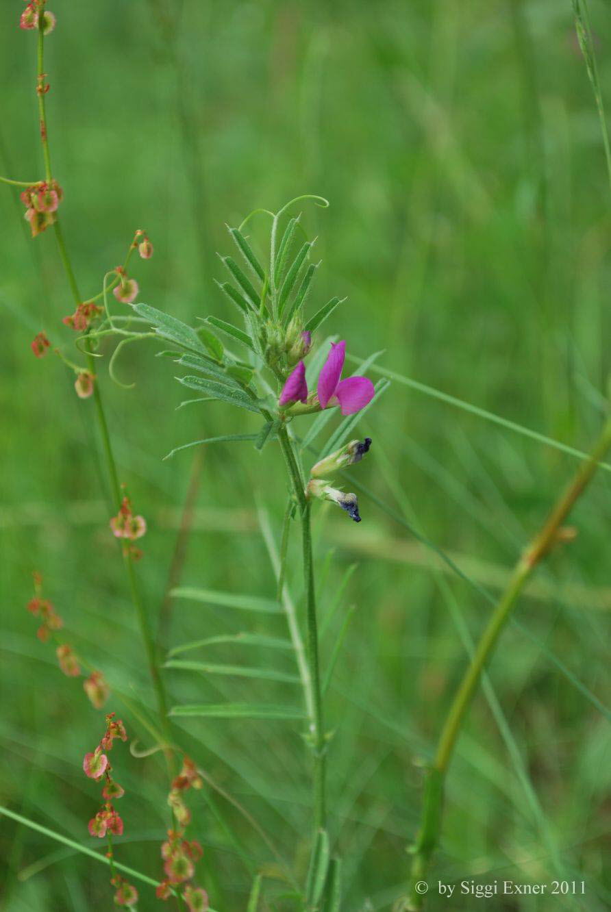 Wicke, Schmalblttrige Vcia  angustifolia