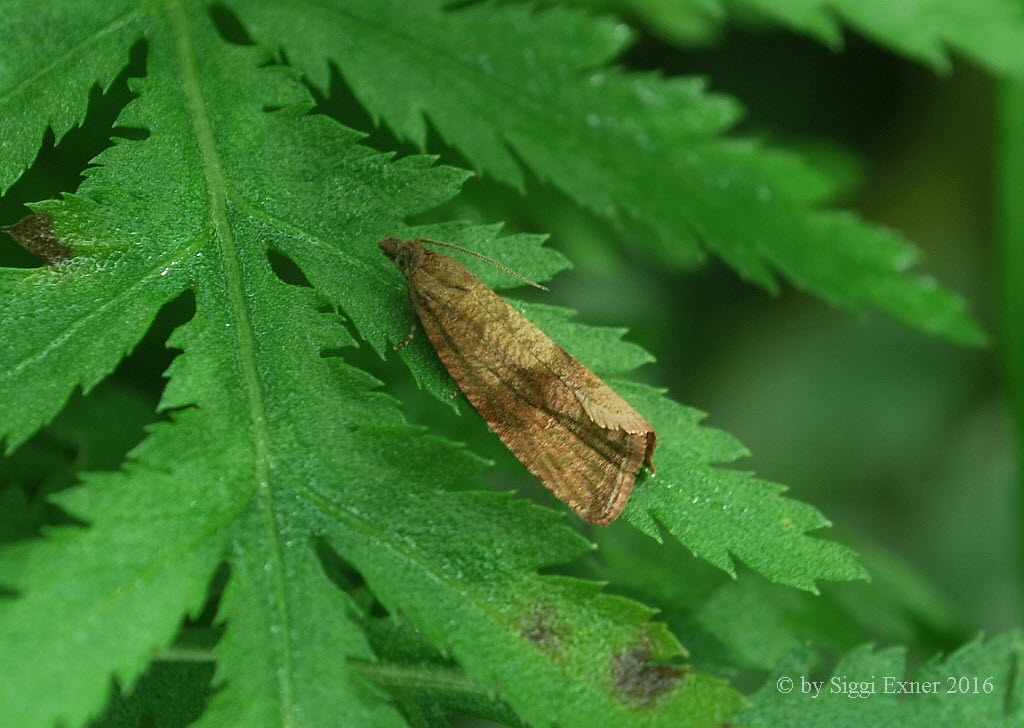 Celypha striana